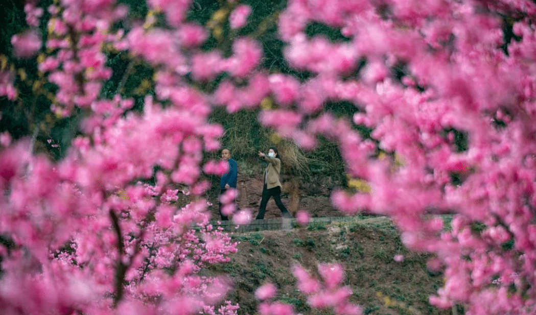 云南曲靖：樱花烂漫