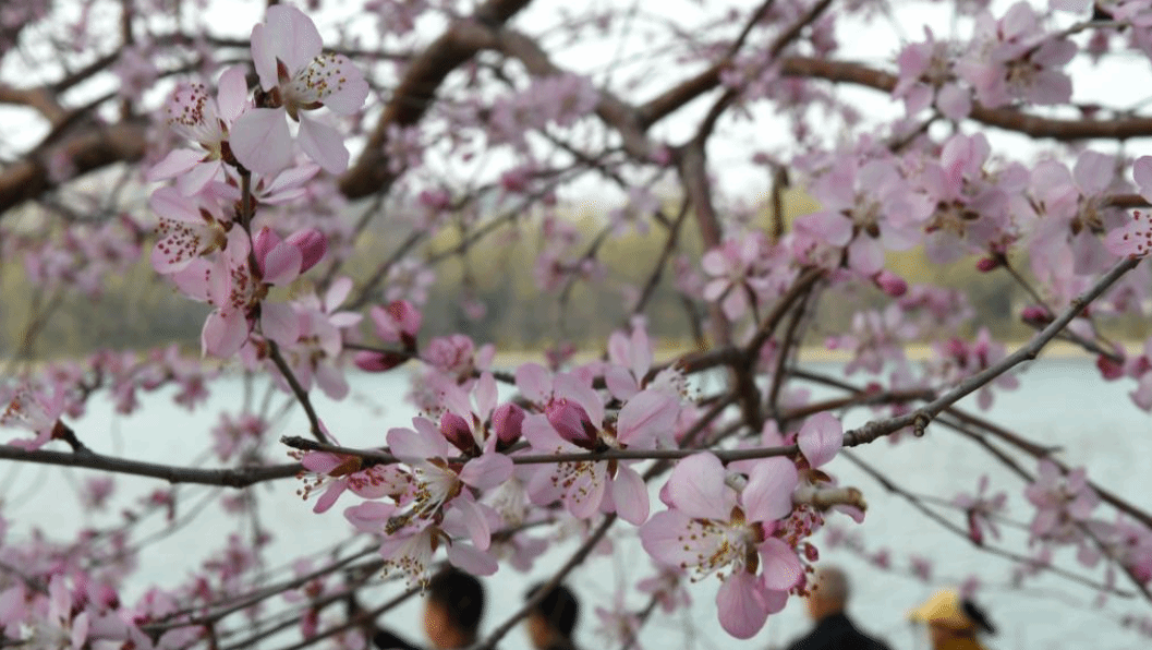 北京：山桃花盛开玉渊潭