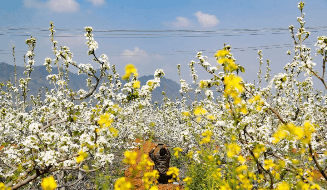 广西柳州：梨花盛开时