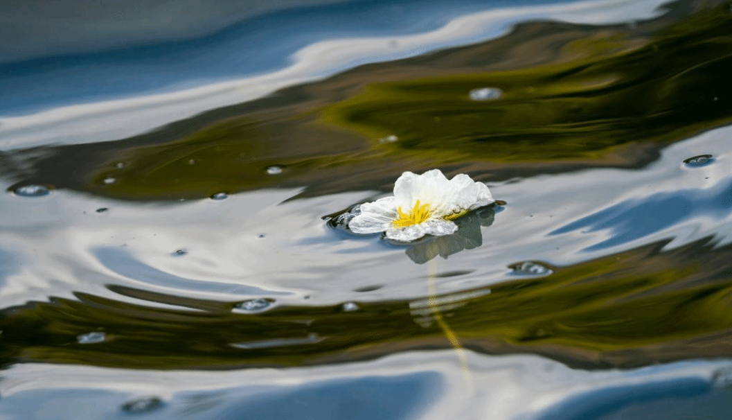 春日滇池 海菜花开