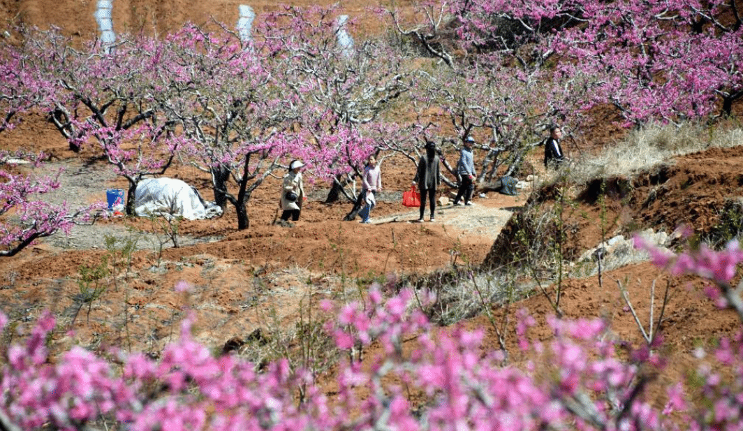 山东台儿庄：春来桃花美