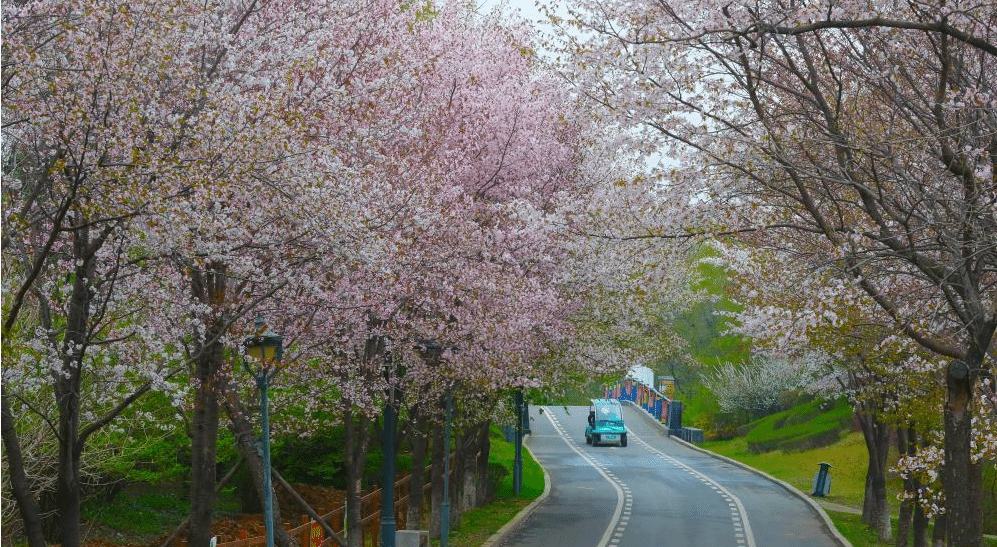 春花绚烂世博园