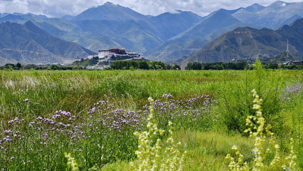 拉萨拉鲁湿地生态向好