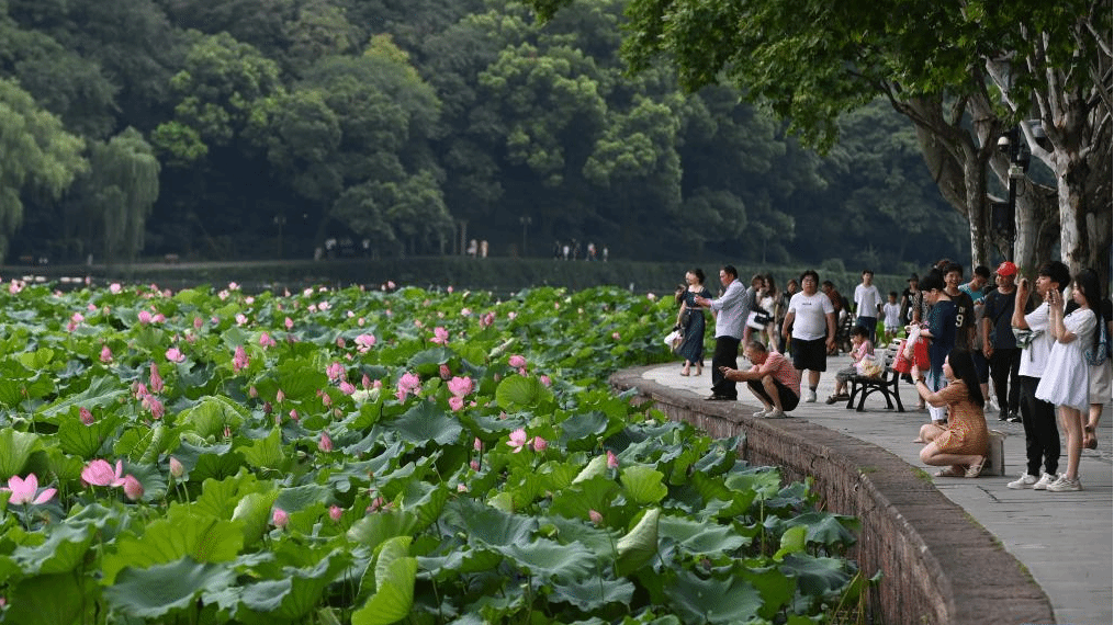 西湖赏荷正当时