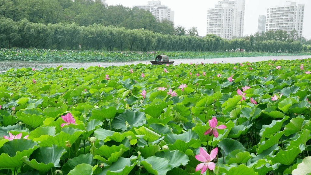 河北抚宁：夏荷引游人