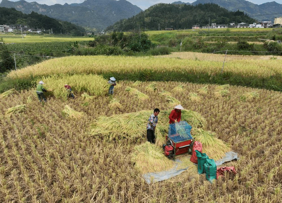 福建永泰：稻香满园 丰收如画