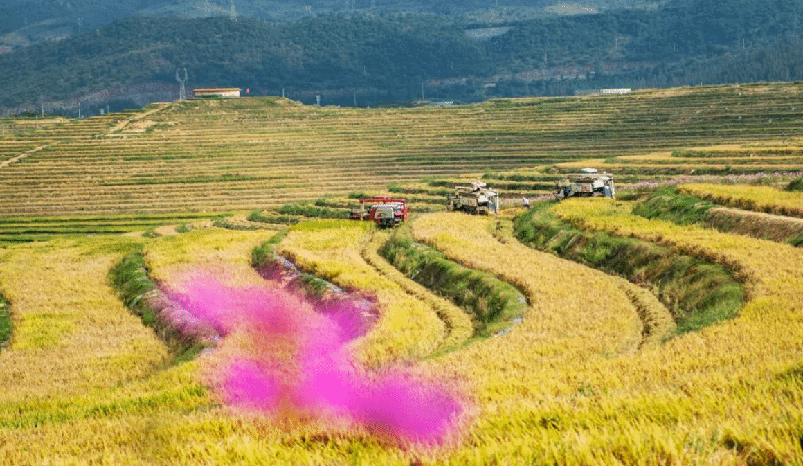 寒露前的田野