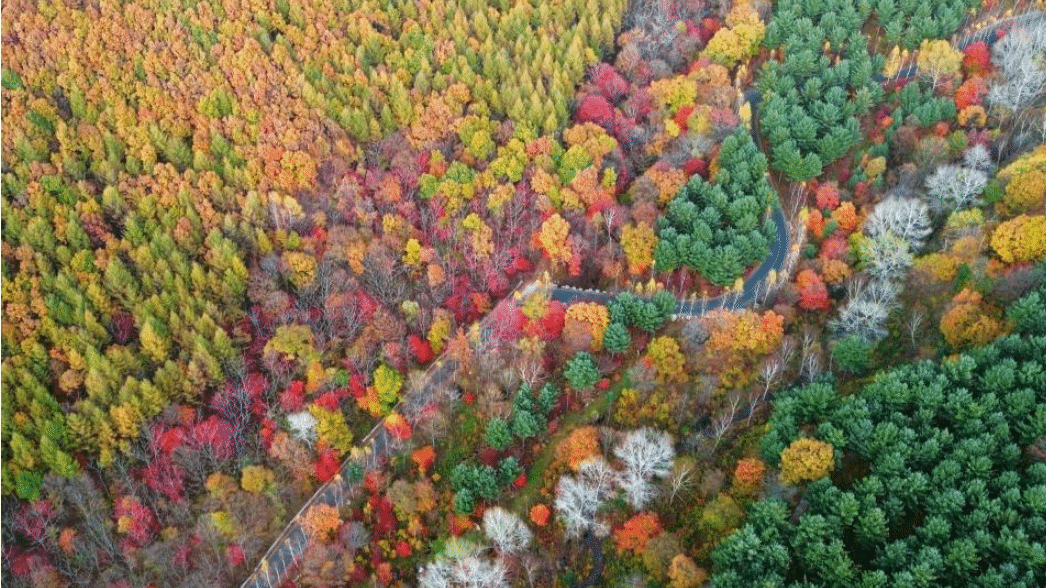 辽宁本溪：漫山枫叶醉金秋