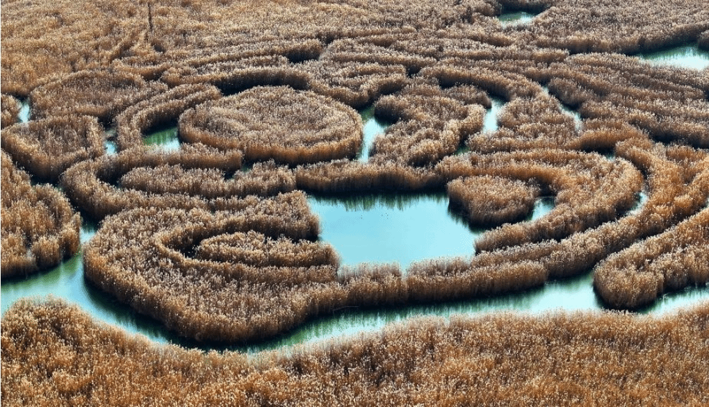 初冬湿地美如画