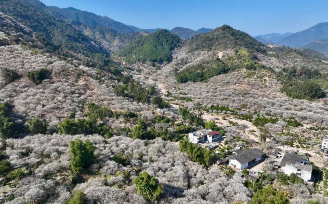 福建永泰：梅花飘香迎客来