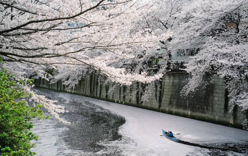 东京：樱花盛放