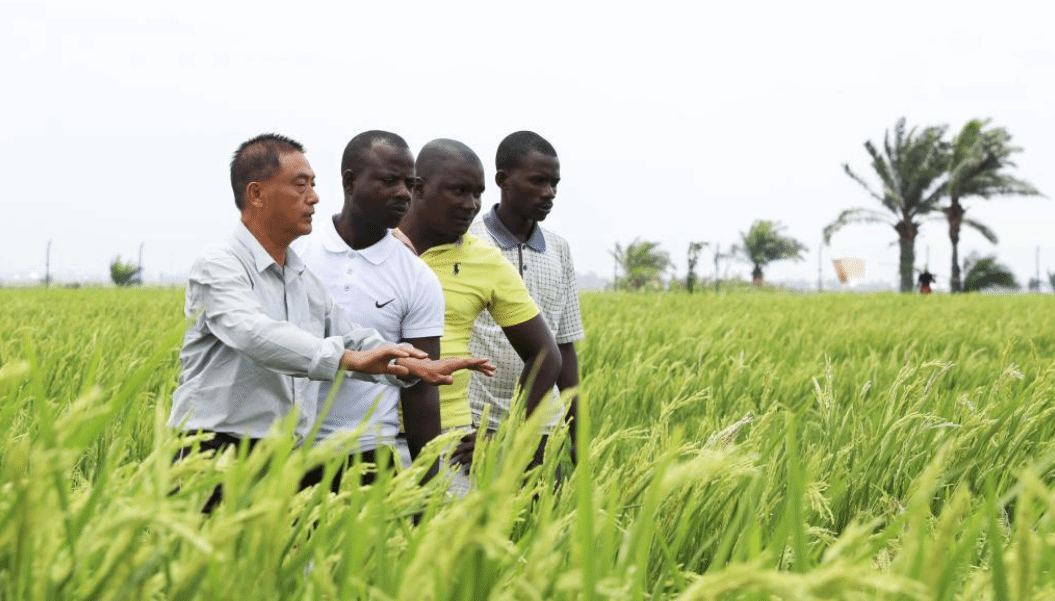 中国技术帮助布隆迪提高水稻产量