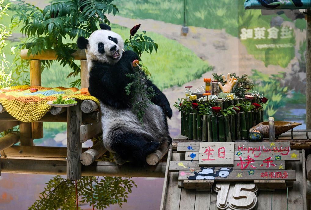 大熊猫“星美”迎来15岁生日