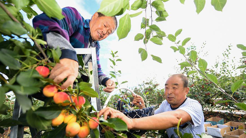 孙老汉和他的“花果山”