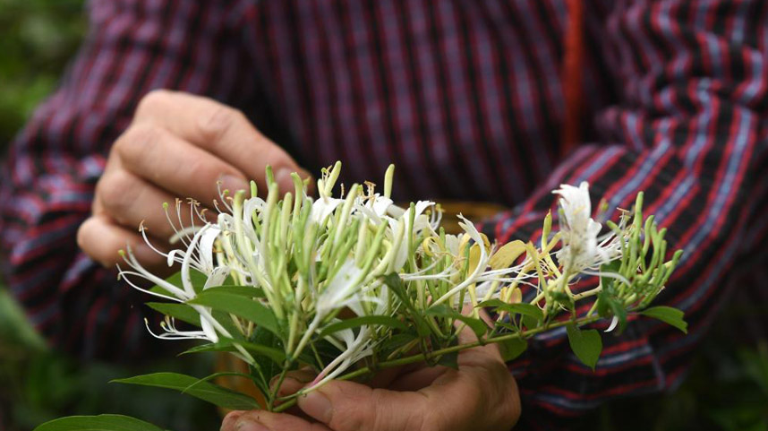 广西马山：金银花产业助增收