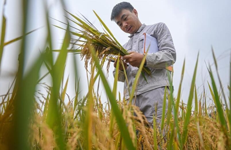 寻找一份稻种——为改良水稻多一份可能