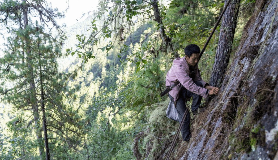 西藏察隅：喜马拉雅深处的“采山人”