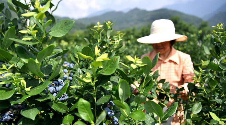 莓类产业助增收