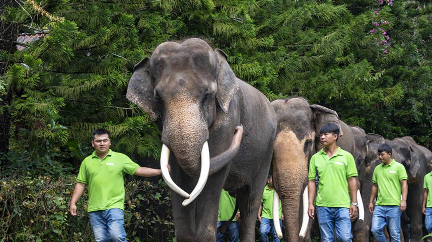 云南西双版纳举行“世界大象日”公益活动