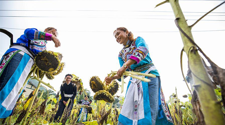 贵州毕节：乌蒙高原秋收忙