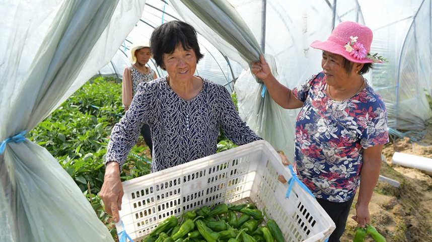 南昌新建：设施农业助增收