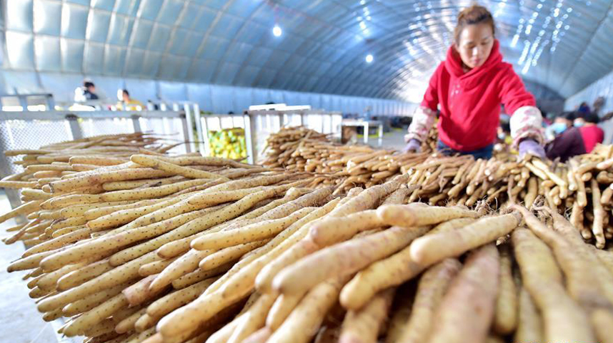 河北深泽：白山药种植助农增收