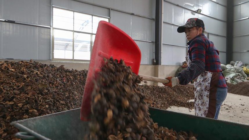 贵州玉屏：油茶鲜果烘干助农增收