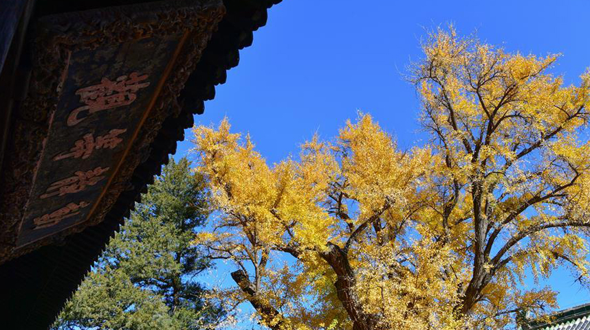 北京：古寺银杏引客来