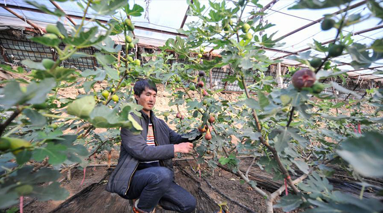 河北双滦：错季果品助农增收