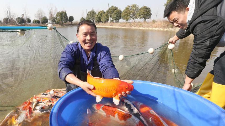 浙江湖州：锦鲤喜丰收