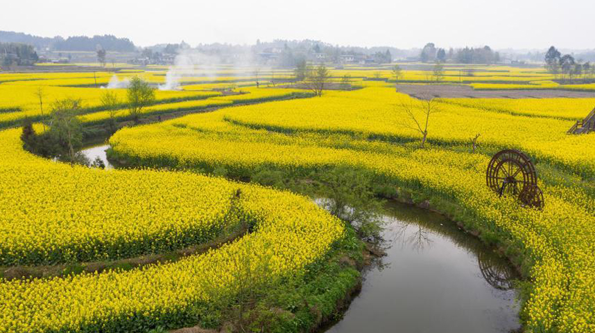 乡村振兴花为媒