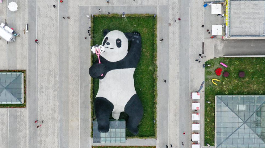 四川都江堰：“熊猫之都”迎新宠