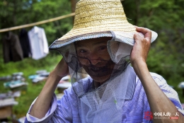 深山养蜂17载 白天驱猴晚上防熊