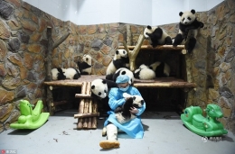 网红“熊猫奶爸”的日常：每天抱竹子100斤