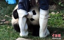 大熊猫“奇一”抱大腿成网红萌翻众粉丝