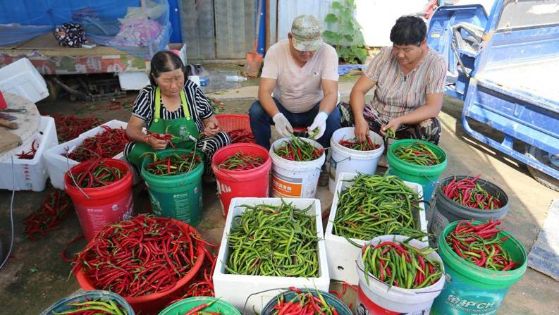 安徽濉溪：发展订单式果蔬产业助农增收