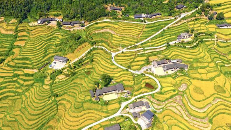 湖南东安：山村梯田丰收在望