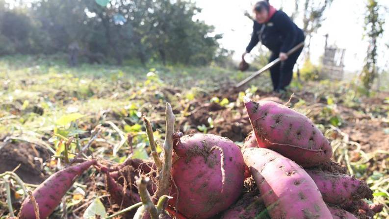 河南济源：富硒农业富农家