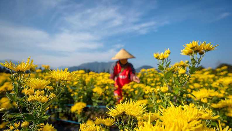 浙江淳安：菊花收获忙