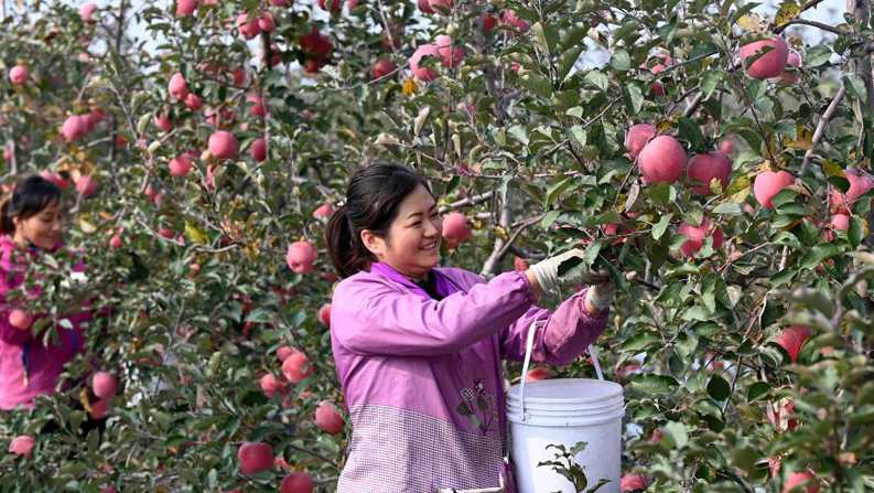 陕西铜川：硕果盈枝头 果农采摘忙