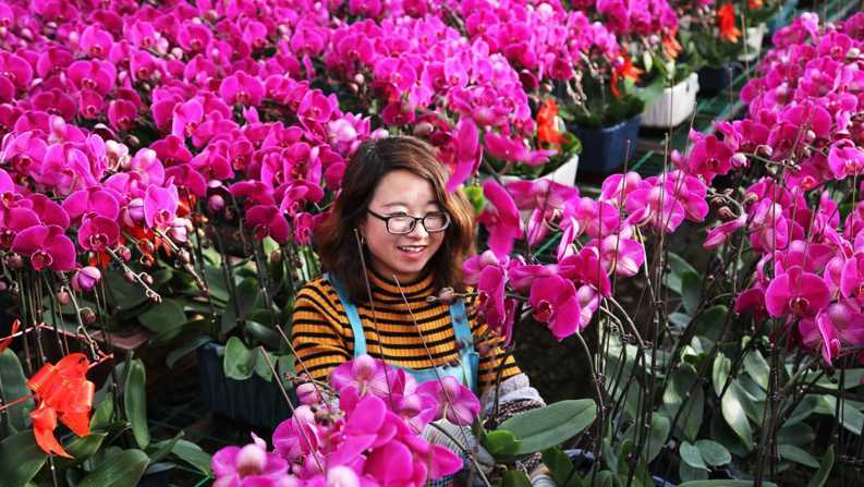 甘肃临洮：花卉产业助力乡村振兴