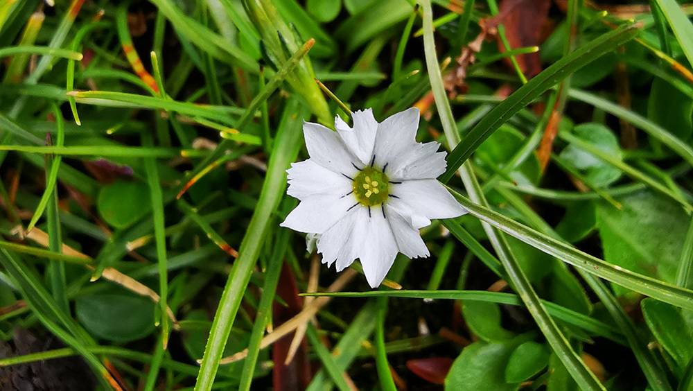 科研人员在青藏高原发现7秒闭合“含羞花”