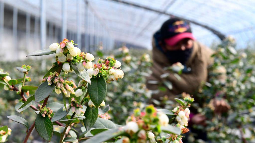 山东东港：蓝莓花开致富果