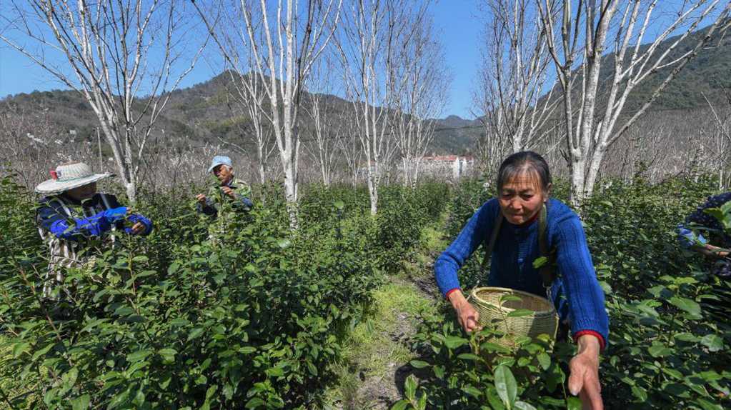 浙江诸暨：首批早春茶开采