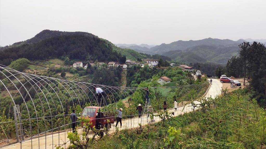 巴山小山村的蜕变