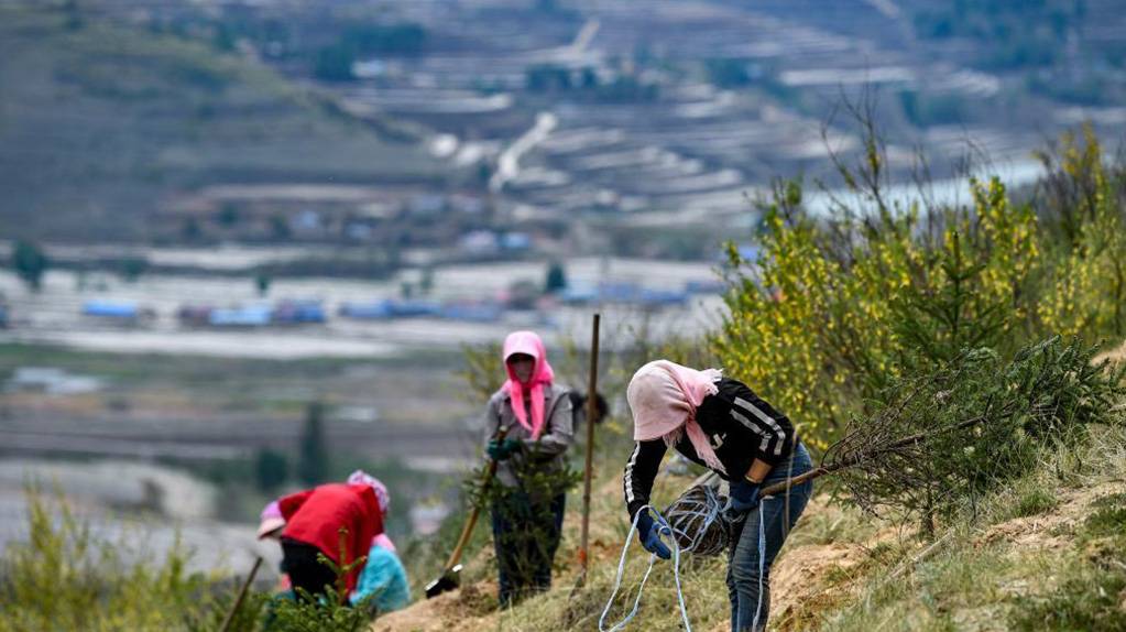 宁夏西吉：植绿山塬 涵养生态