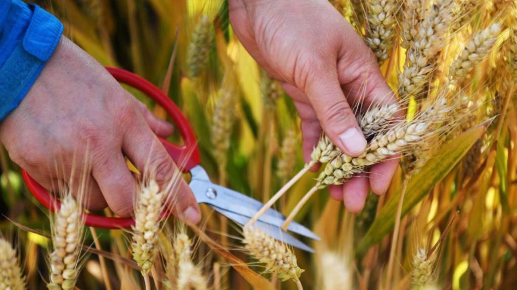 河南邓州：小麦测产迎丰收