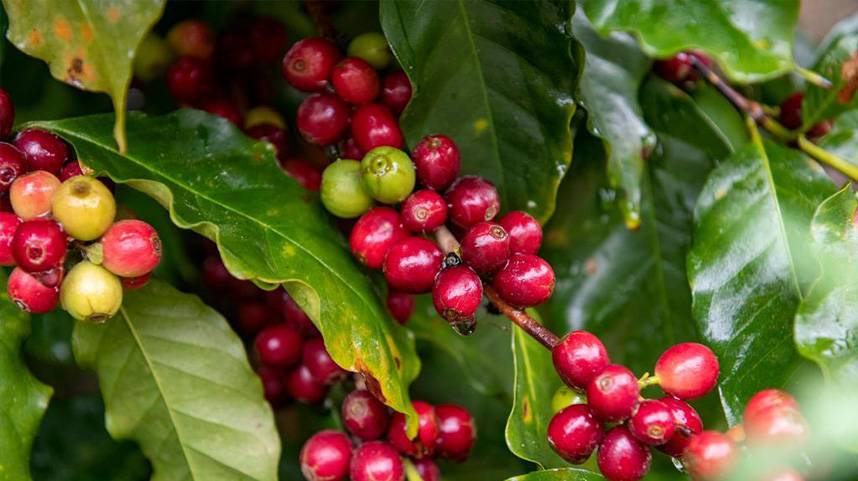 从豆子到杯子：咖啡“小庄园”延伸产业“长链条”