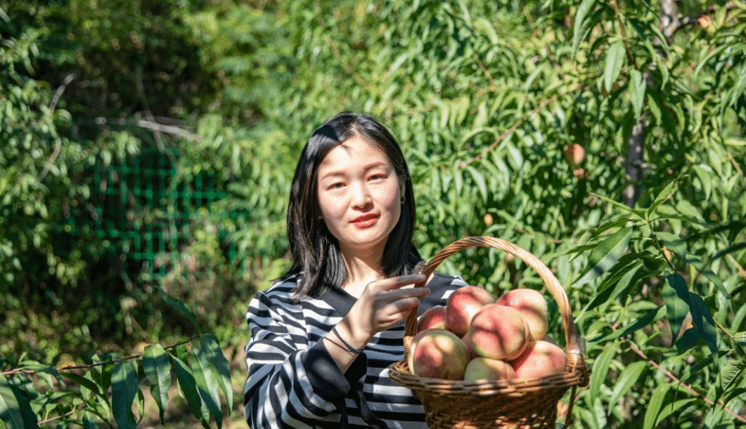 荒地长出金果果 冬桃丰收富村民