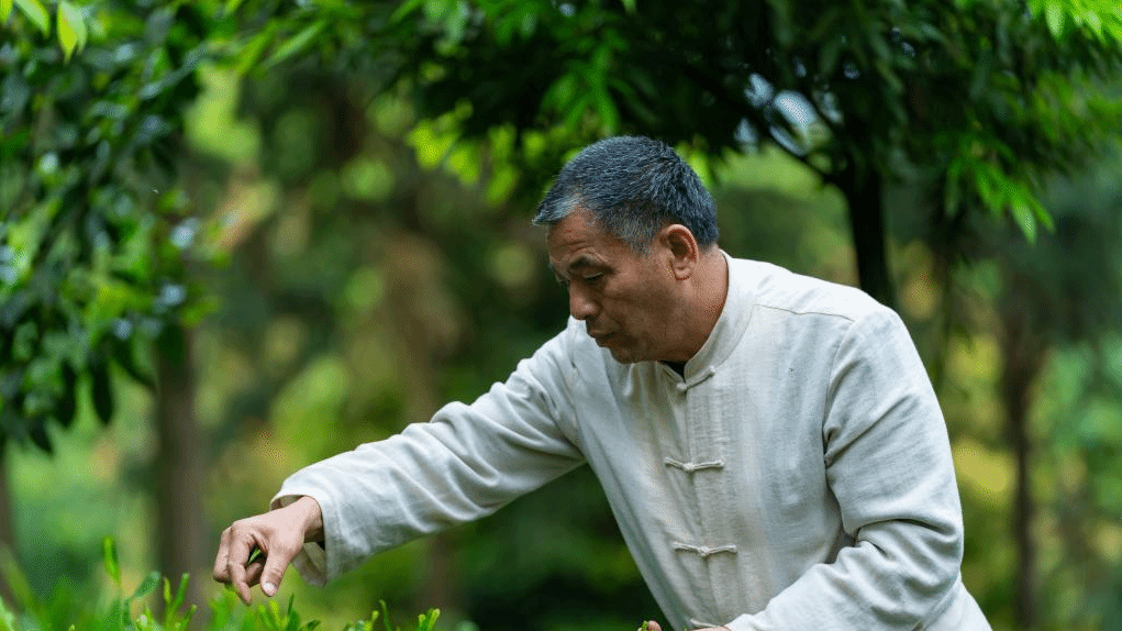 一片匠心在“雅茶”